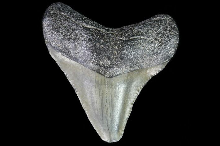 Juvenile Megalodon Tooth - Georgia #75390